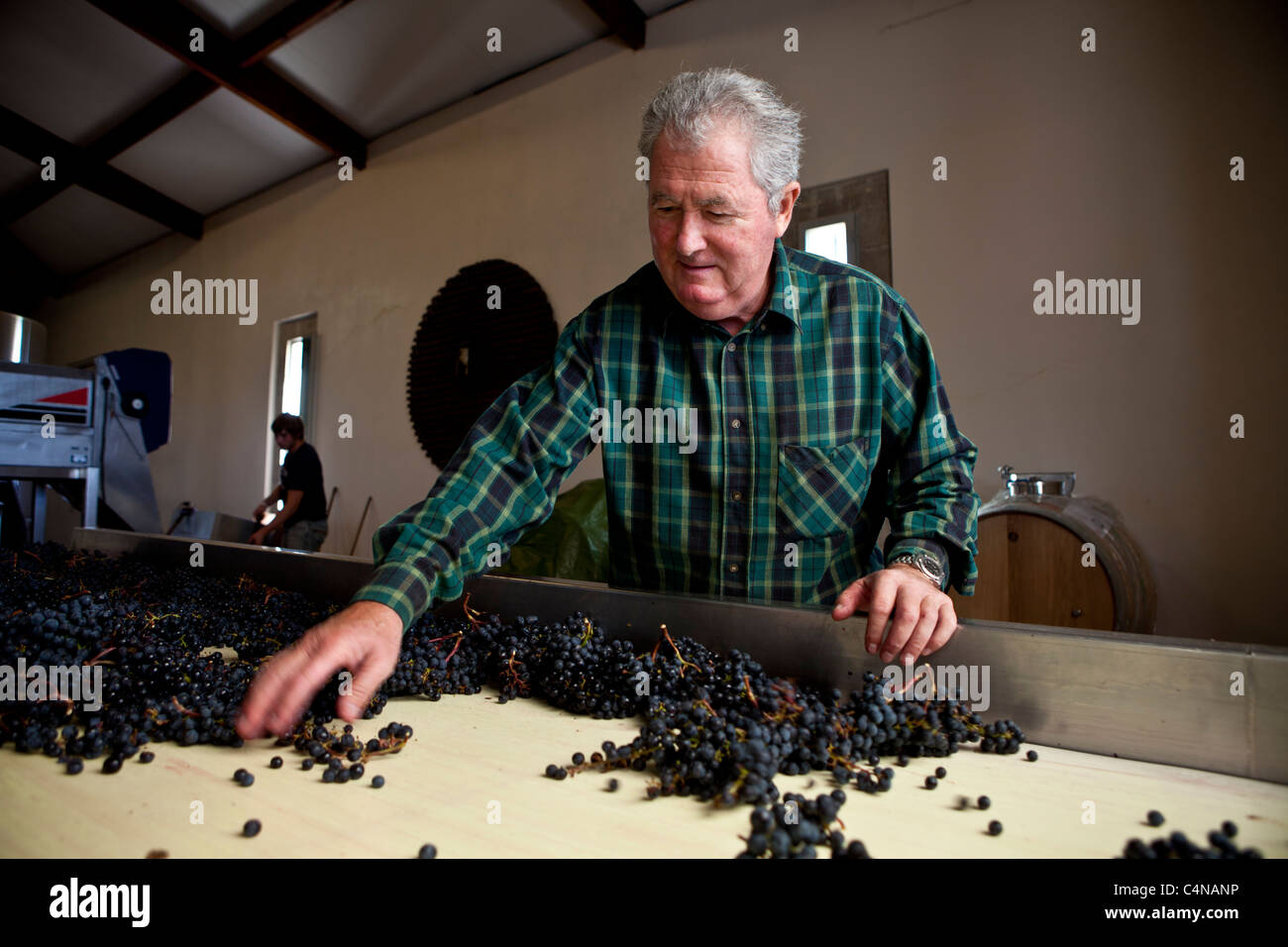 Gérard Patron Becot raisins merlot tri pendant la récolte au Château Beau-Sejour Becot, St Emilion, Bordeaux, France Banque D'Images