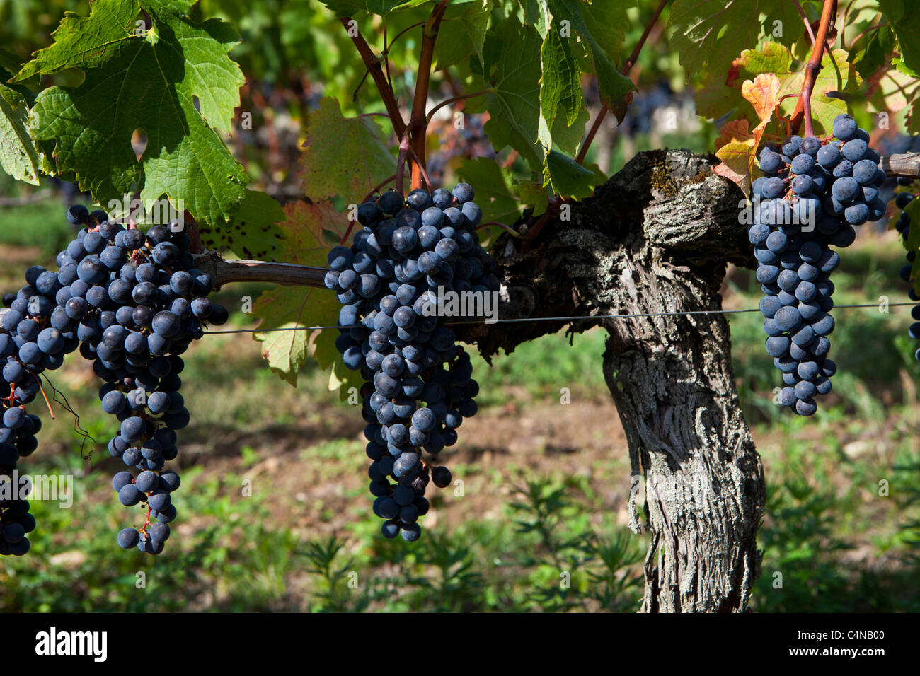 Les raisins de Merlot au Château Beau-Sejour Becot, St Emilion dans la région des vins de Bordeaux de France Banque D'Images