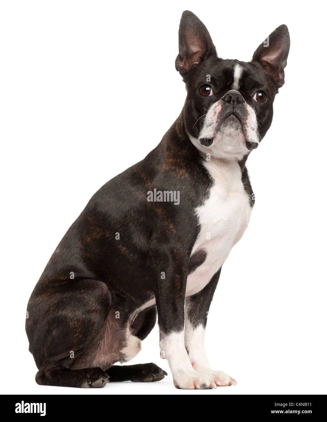 Boston Terrier, 1 ans, in front of white background Banque D'Images
