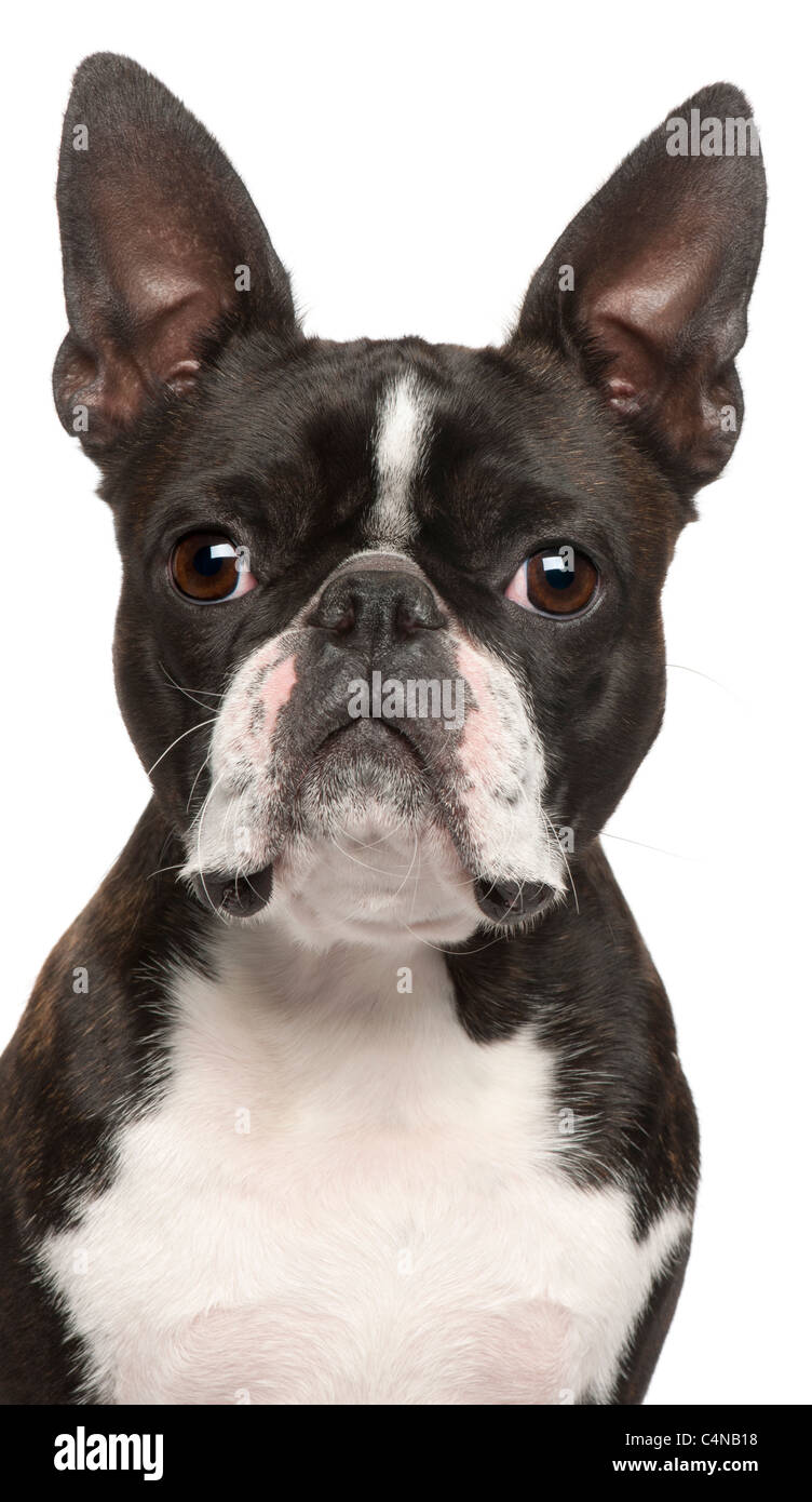 Close-up of Boston Terrier, 1 ans, in front of white background Banque D'Images
