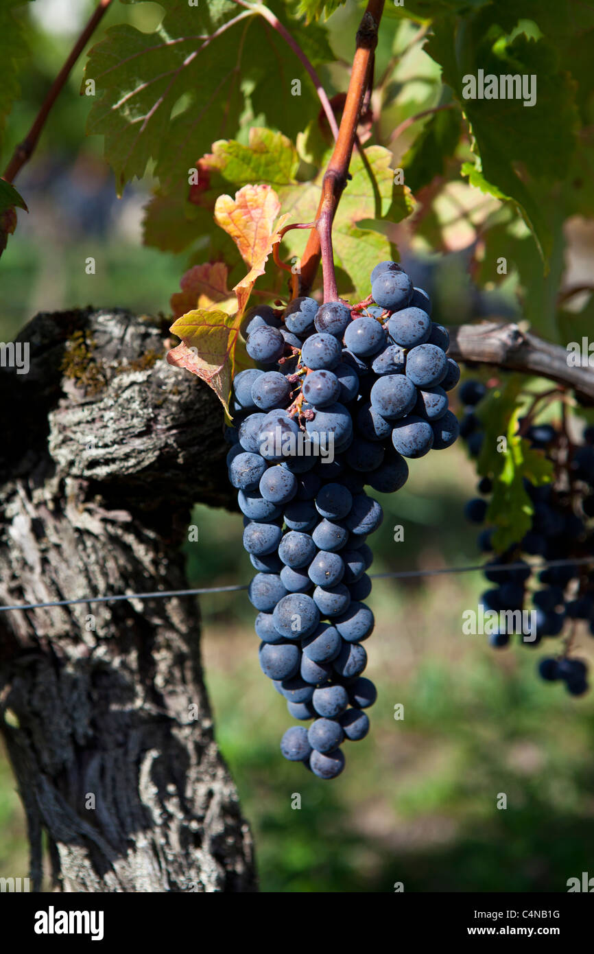 Les raisins de Merlot au Château Beau-Sejour Becot, St Emilion dans la région des vins de Bordeaux de France Banque D'Images