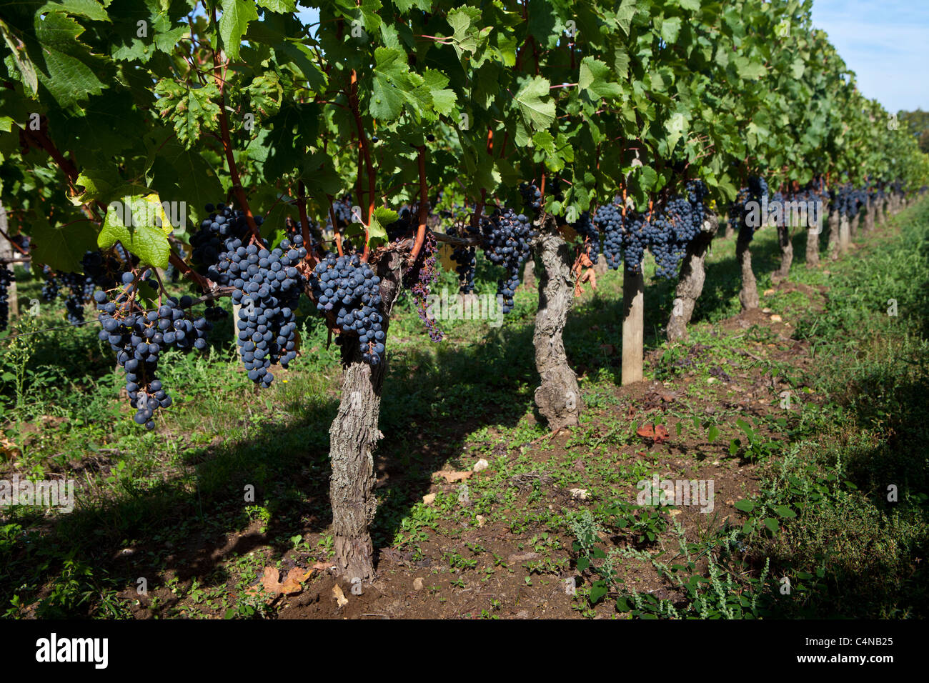 Les raisins de Merlot au Château Beau-Sejour Becot, St Emilion dans la région des vins de Bordeaux de France Banque D'Images