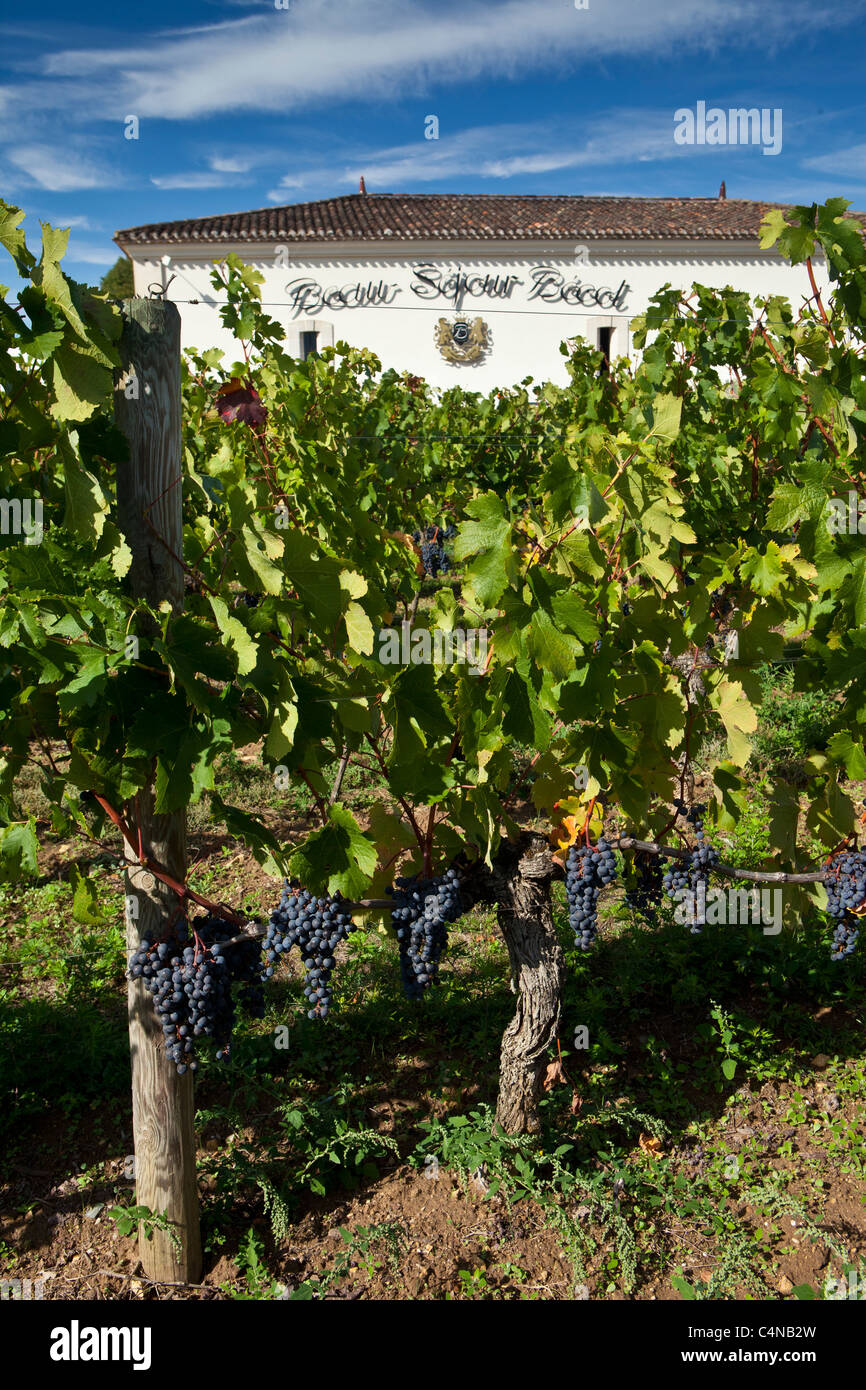 Les raisins de Merlot au Château Beau-Sejour Becot, St Emilion dans la région des vins de Bordeaux de France Banque D'Images