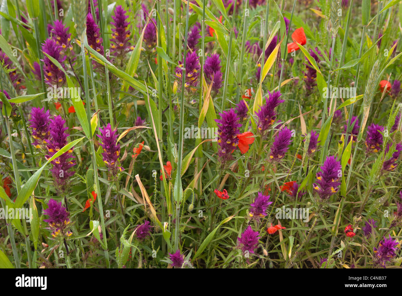 Domaine Cow-Wheat Melampyrum arvense Buckinghamshire Chilterns UK Banque D'Images