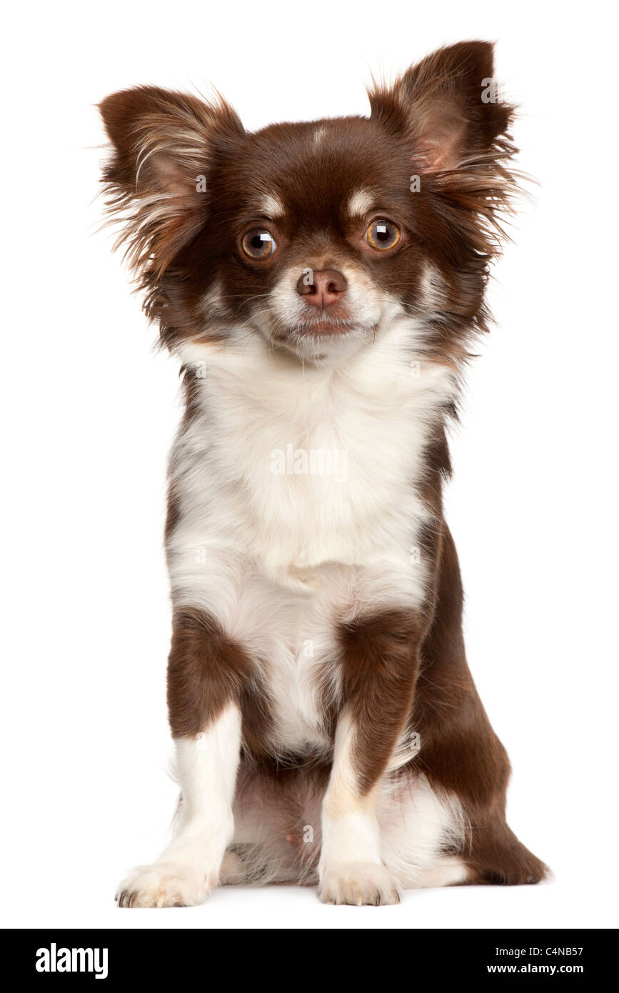 Chihuahua, 1 ans, in front of white background Banque D'Images