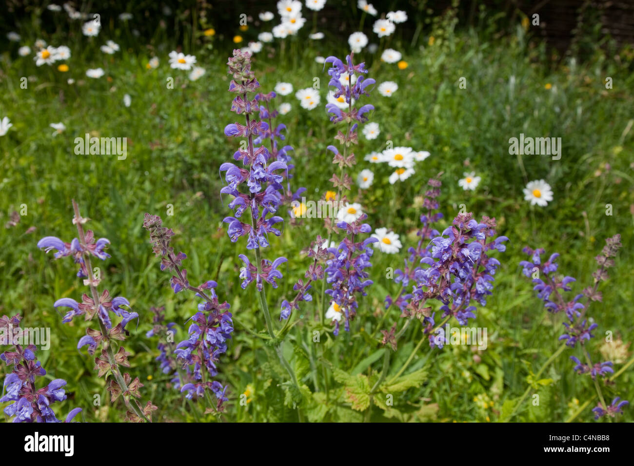 Salvia pratensis Meadow Clary Banque D'Images