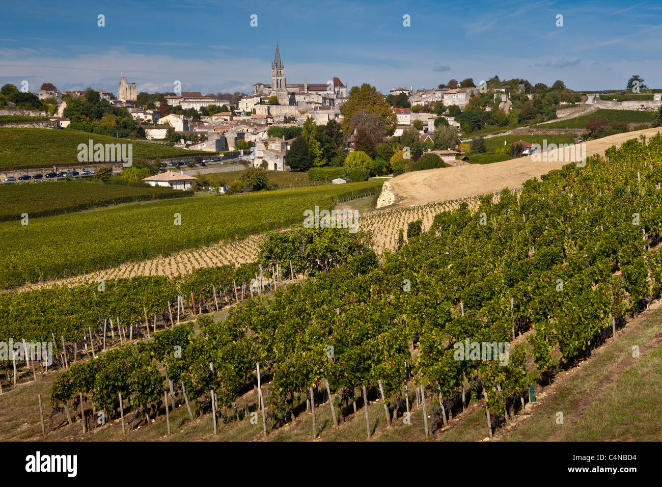 Vignoble de St Emilion avec Mouton Georges raisin en premier plan, dans la région des vins de Bordeaux de France Banque D'Images