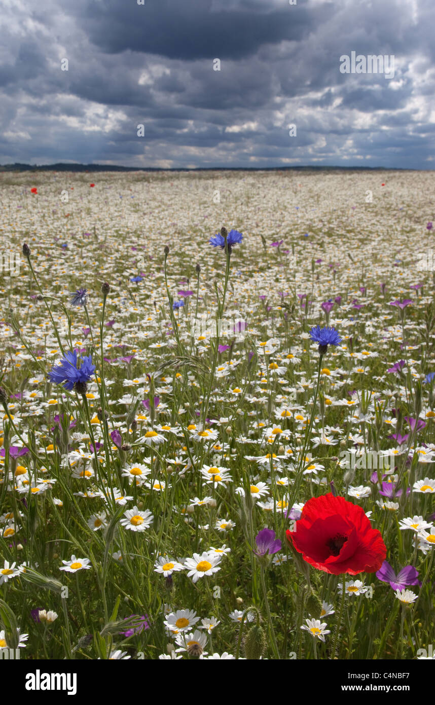 Coquelicots & Camomille Ivinghoe Hills d'argent Banque D'Images