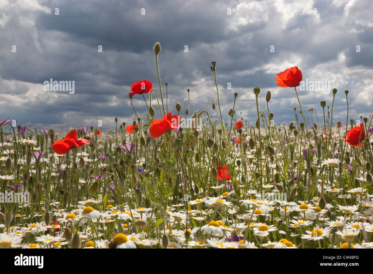 Coquelicots & Camomille Ivinghoe Hills d'argent Banque D'Images