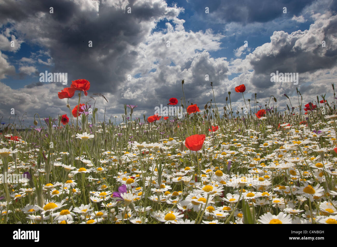 Coquelicots & Camomille Ivinghoe Hills d'argent Banque D'Images