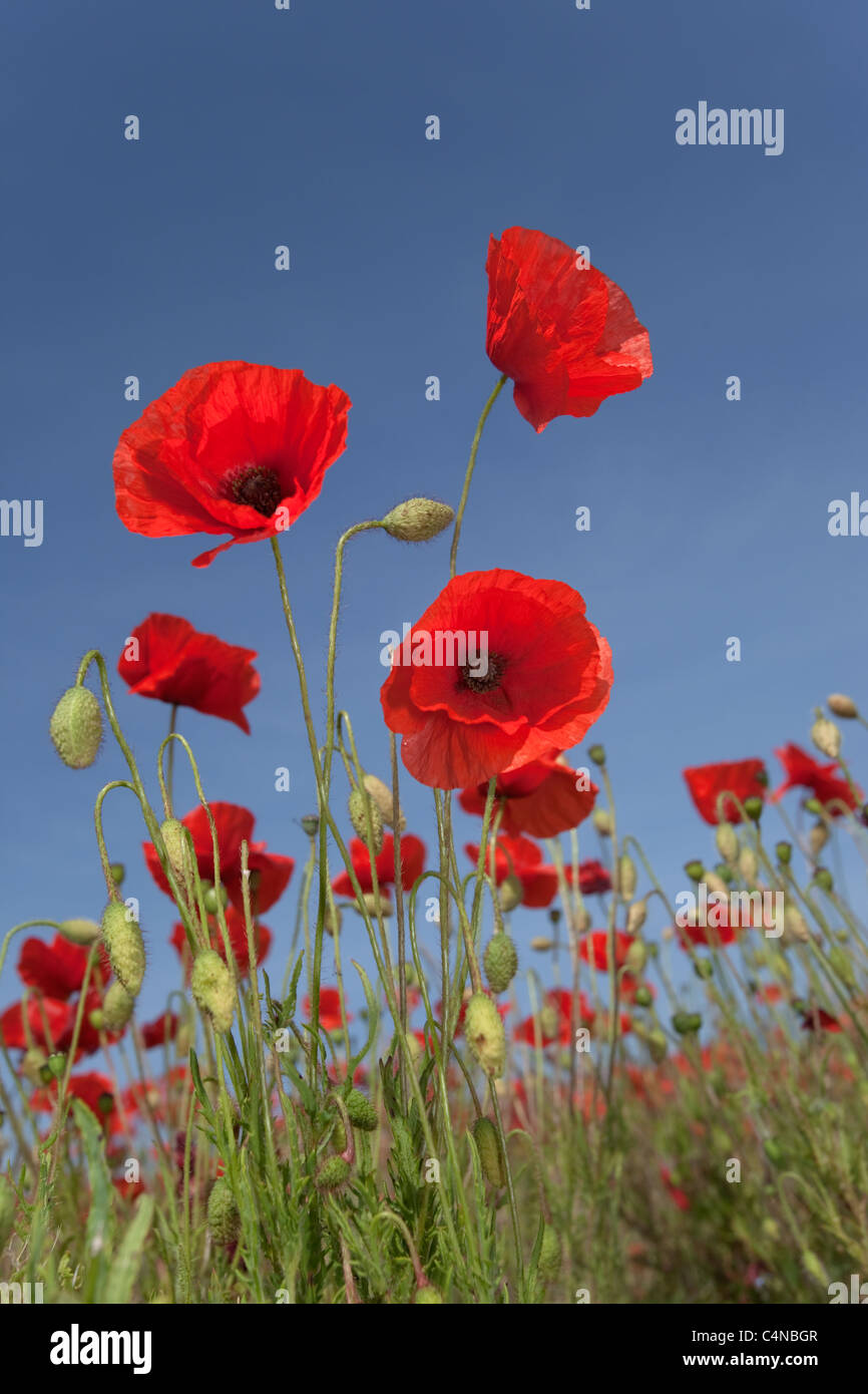 Coquelicots Papaver rhoeas contre le ciel à Burnham Market Norfolk UK Juin Banque D'Images