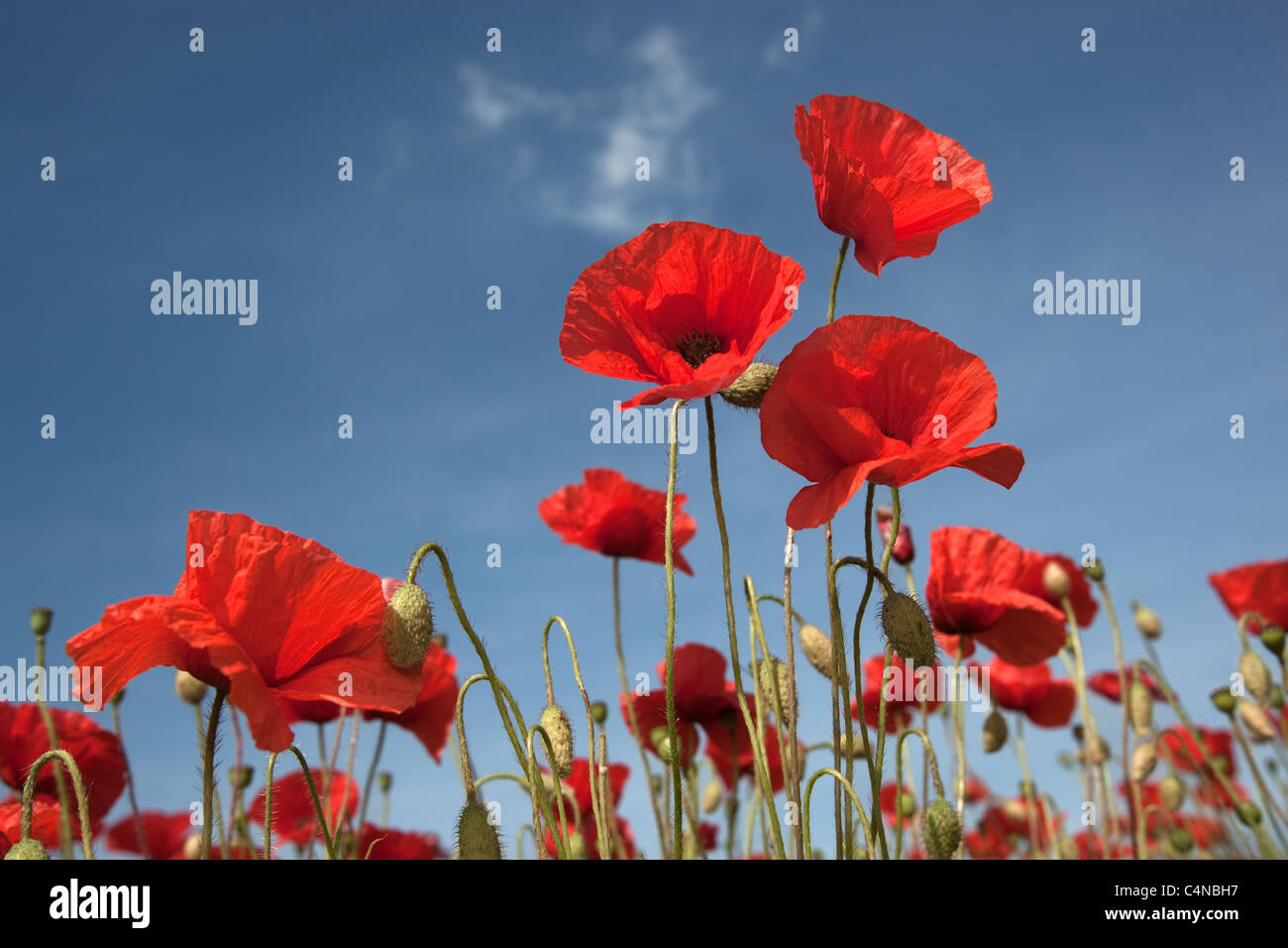 Coquelicots Papaver rhoeas contre le ciel à Burnham Market Norfolk UK Juin Banque D'Images