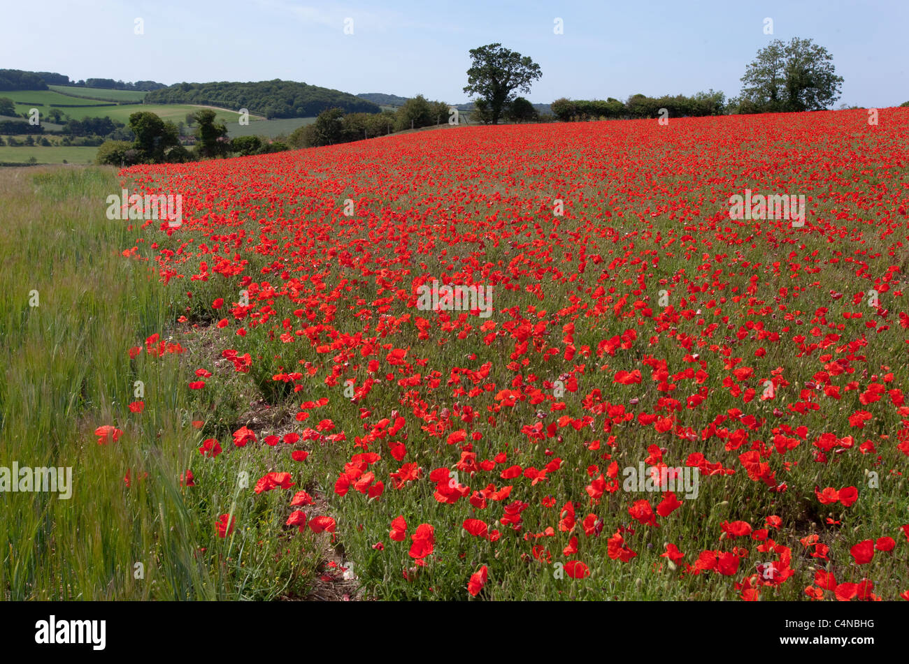 Coquelicots Papaver rhoeas dans culture de céréales Banque D'Images