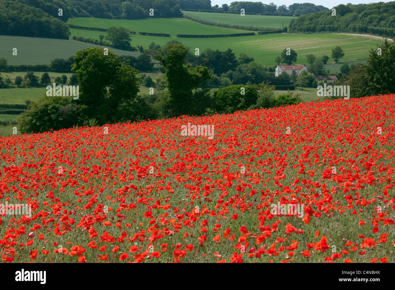 Coquelicots Papaver rhoeas dans culture de céréales Banque D'Images