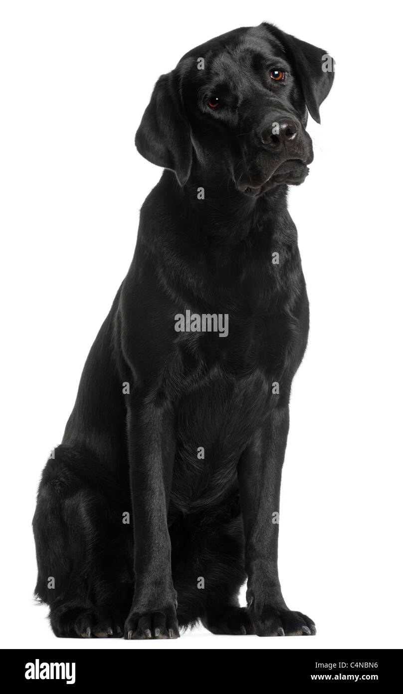 Labrador Retriever, 10 mois, in front of white background Banque D'Images