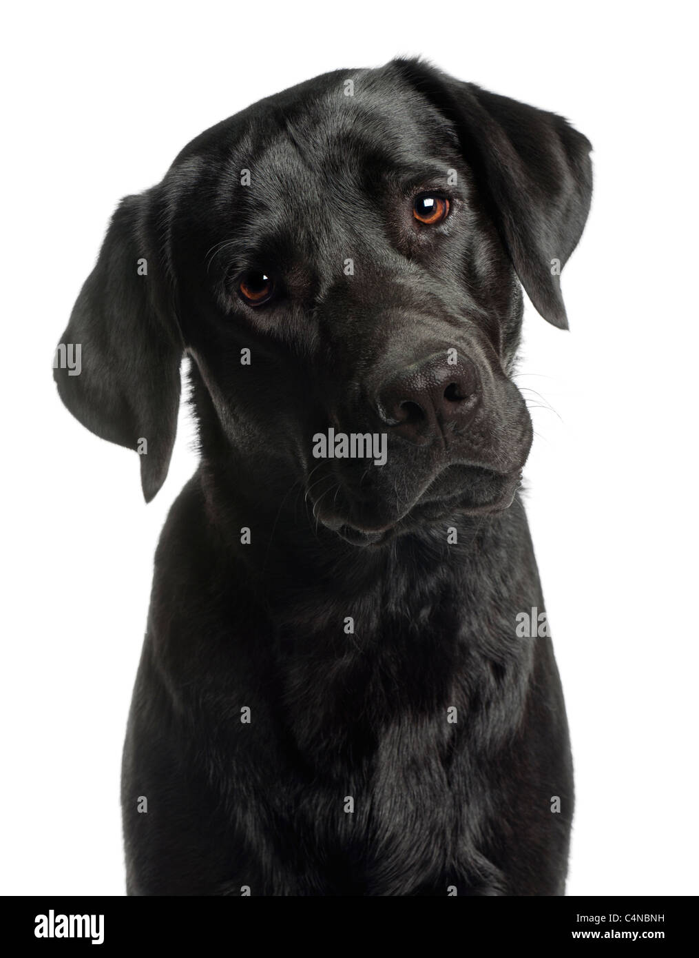 Close-up of Labrador Retriever, 10 mois, in front of white background Banque D'Images Close-up of Labrador Retriever, 10 mois, in front of white background Banque D'Images