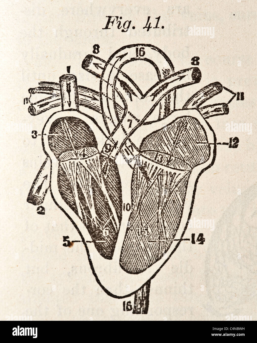 Illustration médicale antique d'un coeur humain et système cardiovasculaire Banque D'Images