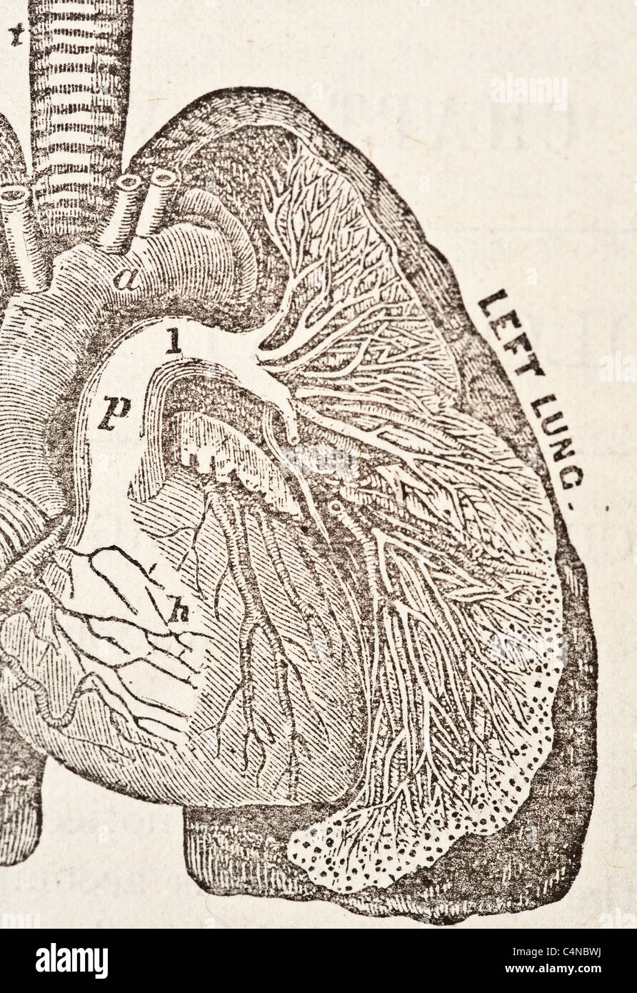 Illustration médicale antique d'un coeur humain et système cardiovasculaire Banque D'Images