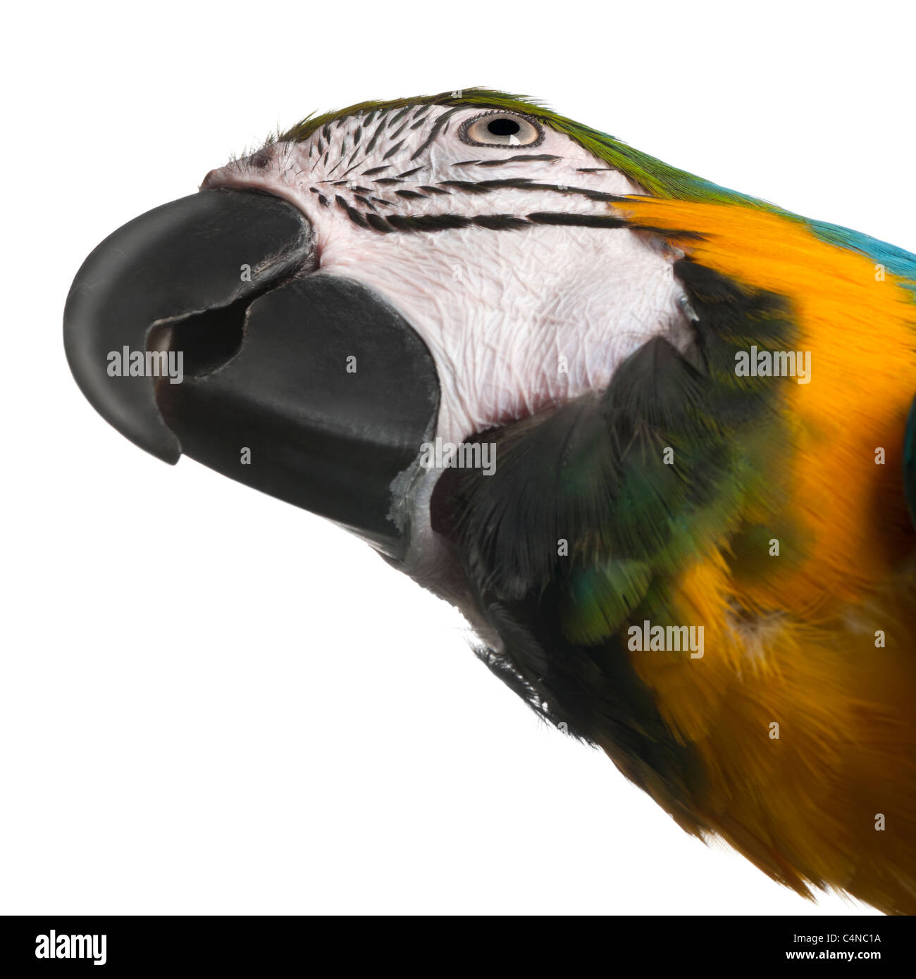 Close-up of blue-and-Yellow Macaw, Ara ararauna, 16 years old, in front of white background Banque D'Images Close-up of blue-and-Yellow Macaw, Ara ararauna, 16 years old, in front of white background Banque D'Images