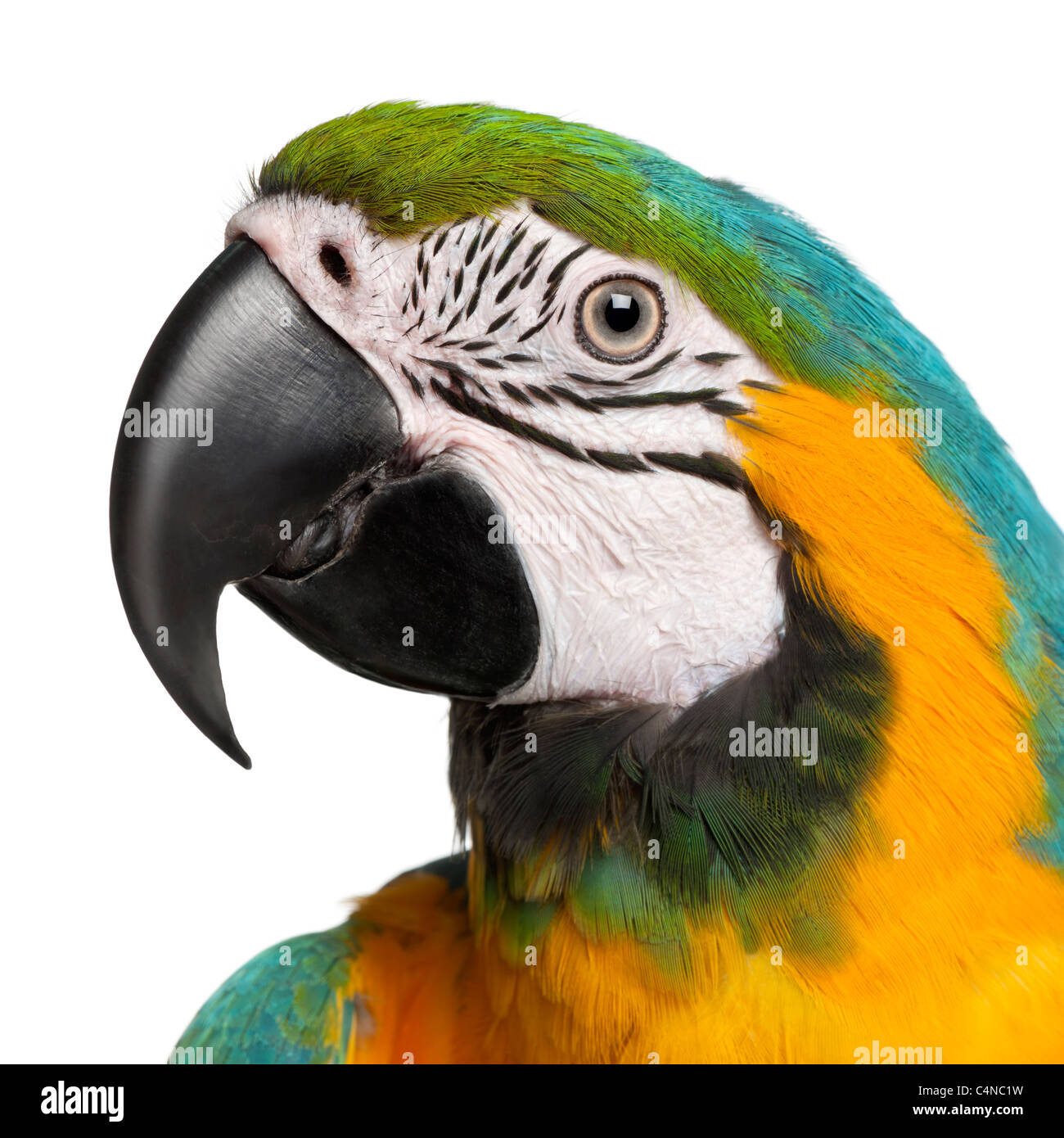 Close-up of blue-and-Yellow Macaw, Ara ararauna, 16 years old, in front of white background Banque D'Images