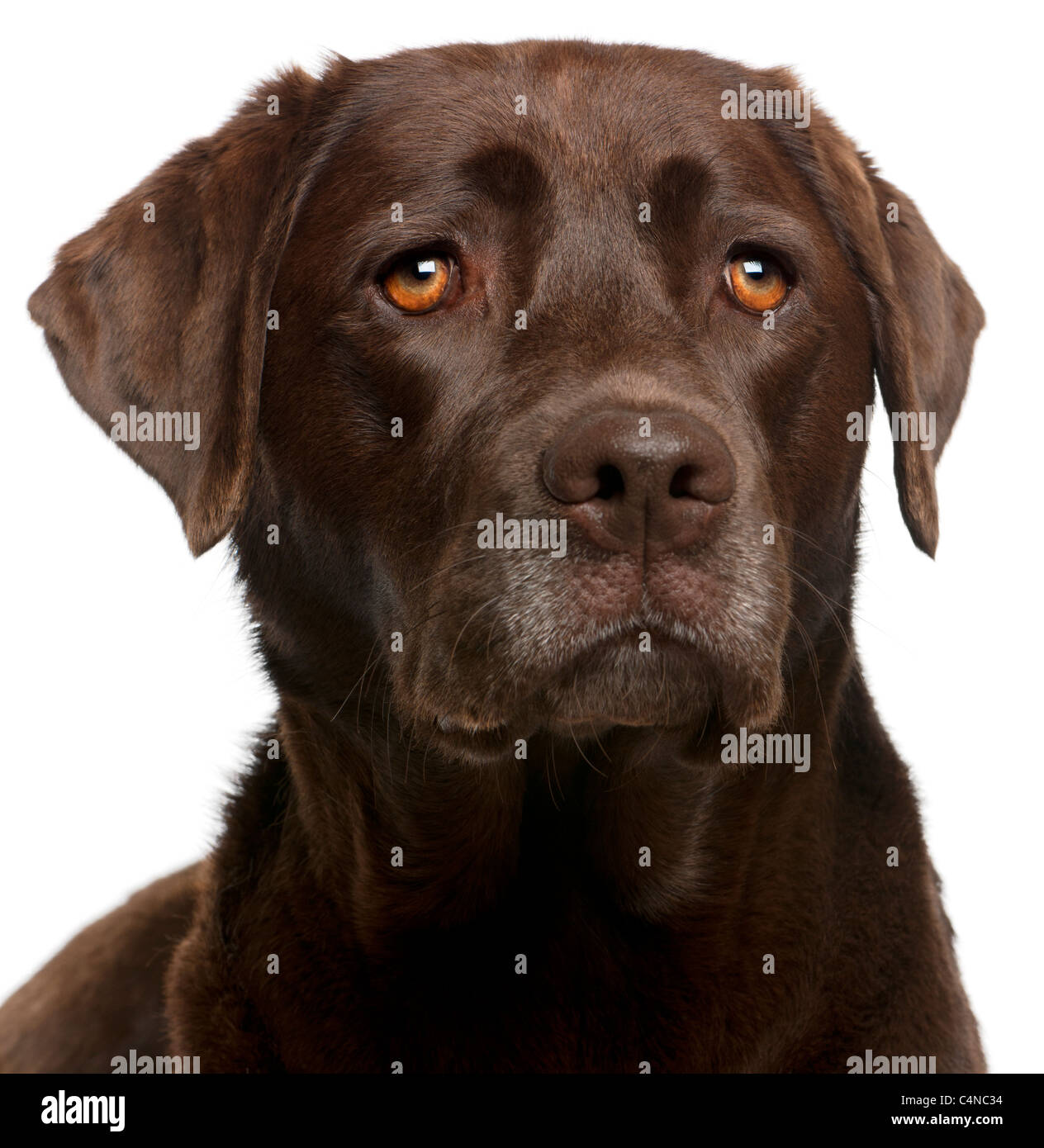 Close-up of Chocolate Labrador, 4 ans, in front of white background Banque D'Images Close-up of Chocolate Labrador, 4 ans, in front of white background Banque D'Images