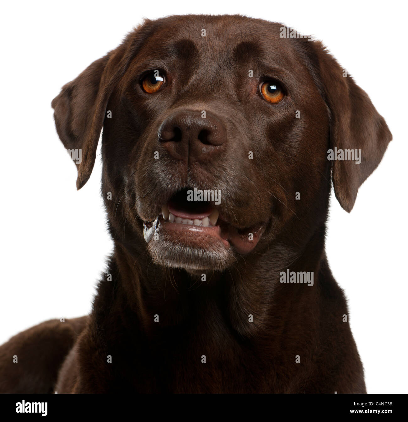 Close-up of Chocolate Labrador, 4 ans, in front of white background Banque D'Images Close-up of Chocolate Labrador, 4 ans, in front of white background Banque D'Images