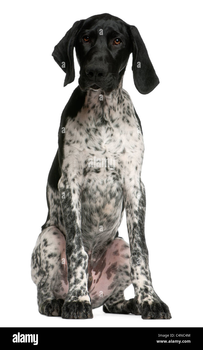 Braque Allemand, chiot âgé de 4 mois, in front of white background Banque D'Images