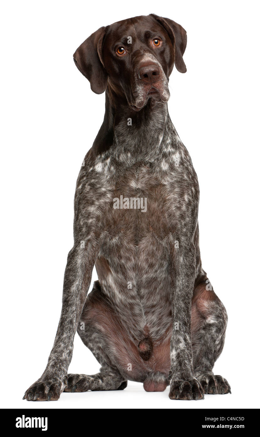 Braque Allemand, 3 ans, in front of white background Banque D'Images