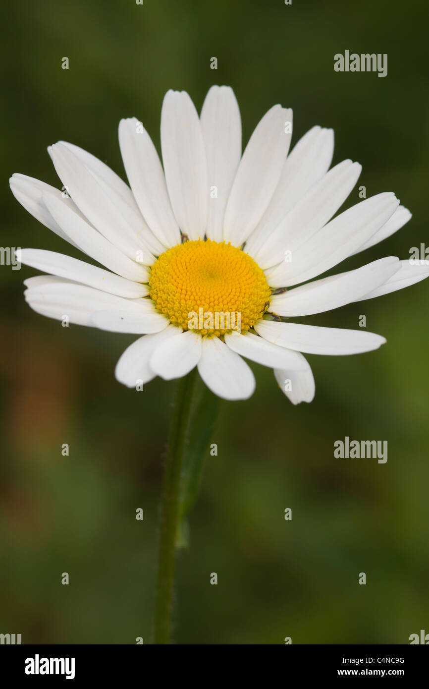 Une belle Daisy Daisy sauvages close up Banque D'Images