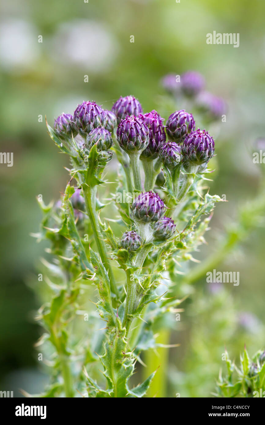 Le chardon, chardon sauvage à propos de flower closeup Banque D'Images