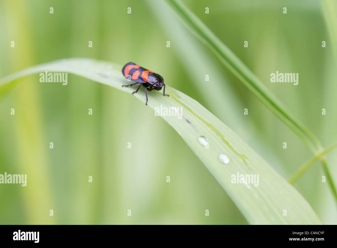 Le rouge et le noir ( Froghopper Cercopis vulnerata ) sur une feuille Banque D'Images