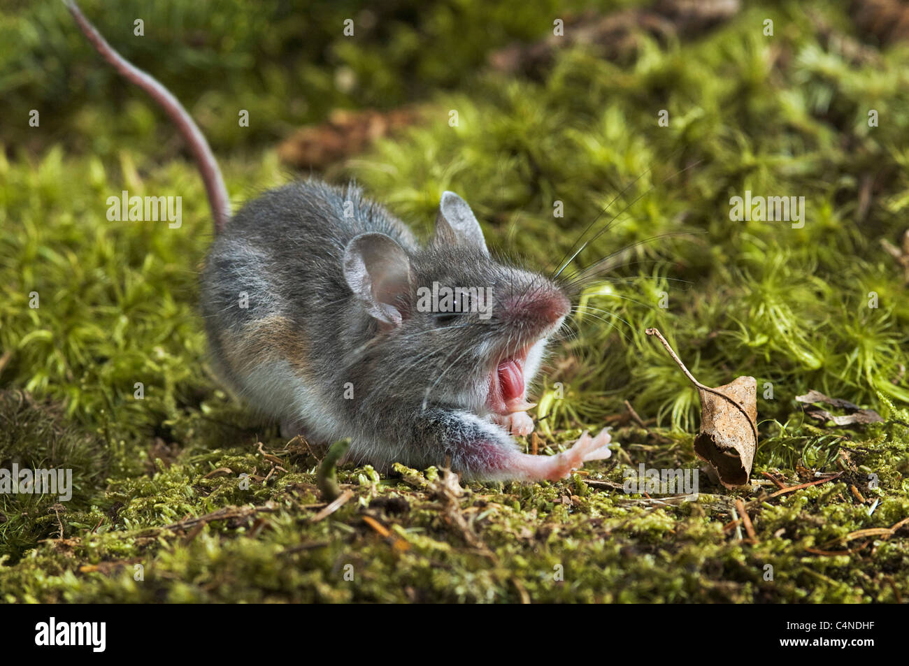 Close-up of deer mouse avec bouche ouverte Banque D'Images
