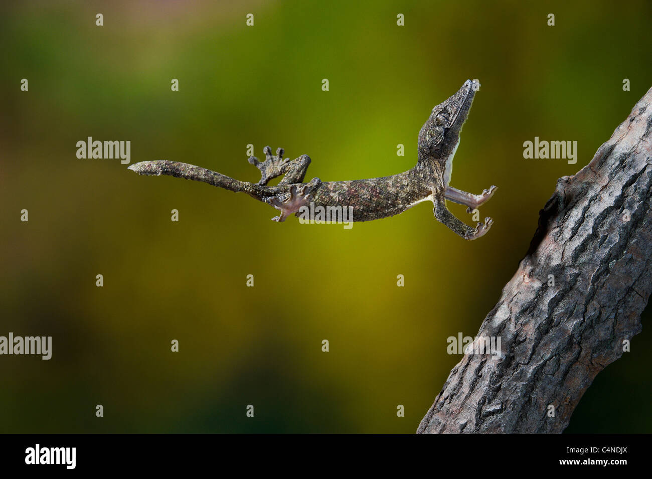Henkel's gecko à queue de feuille en l'air saut Banque D'Images