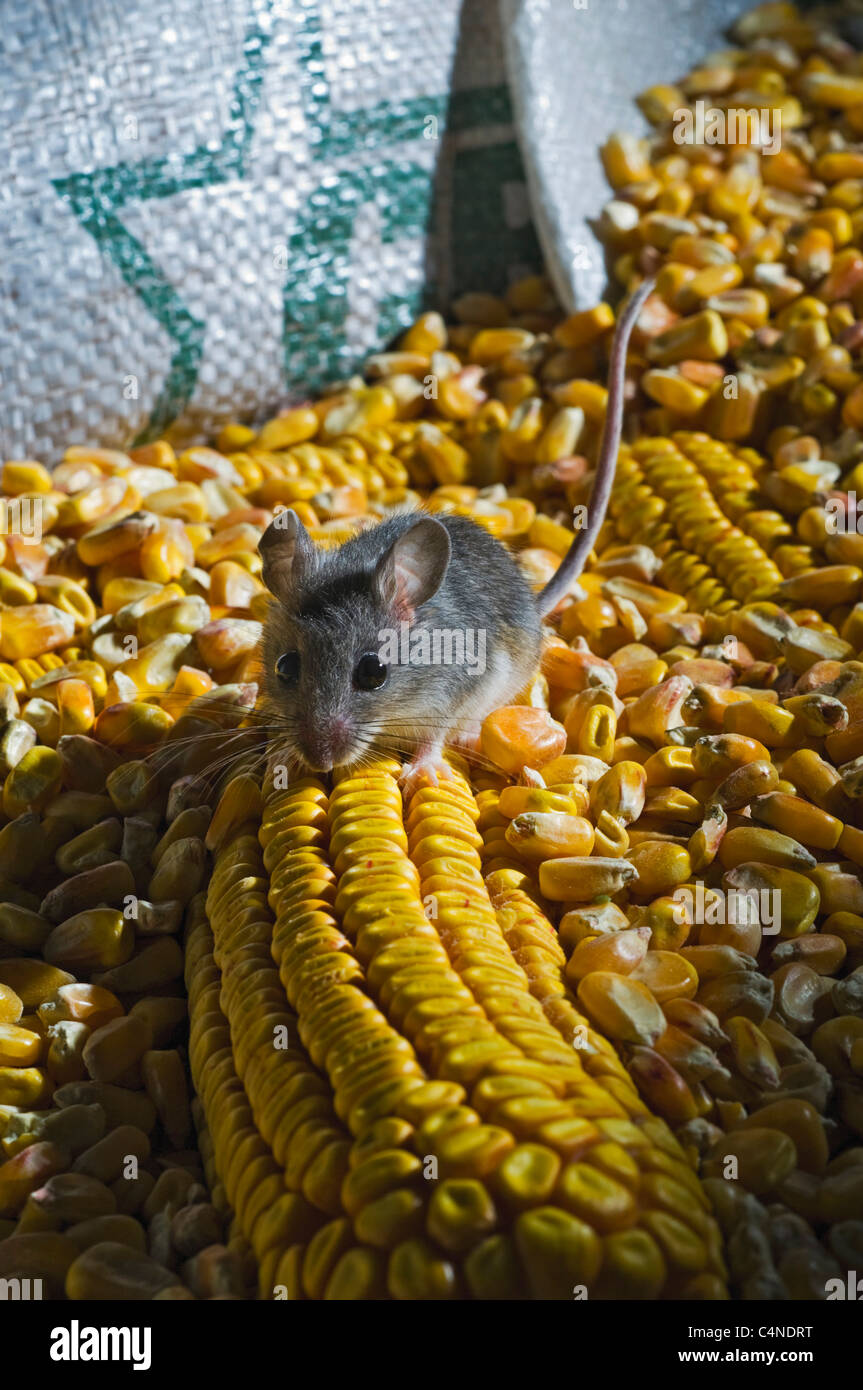 La souris sylvestre (Peromyscus maniculatus) est la seule souris qui passe régulièrement des maisons et hangars. Banque D'Images