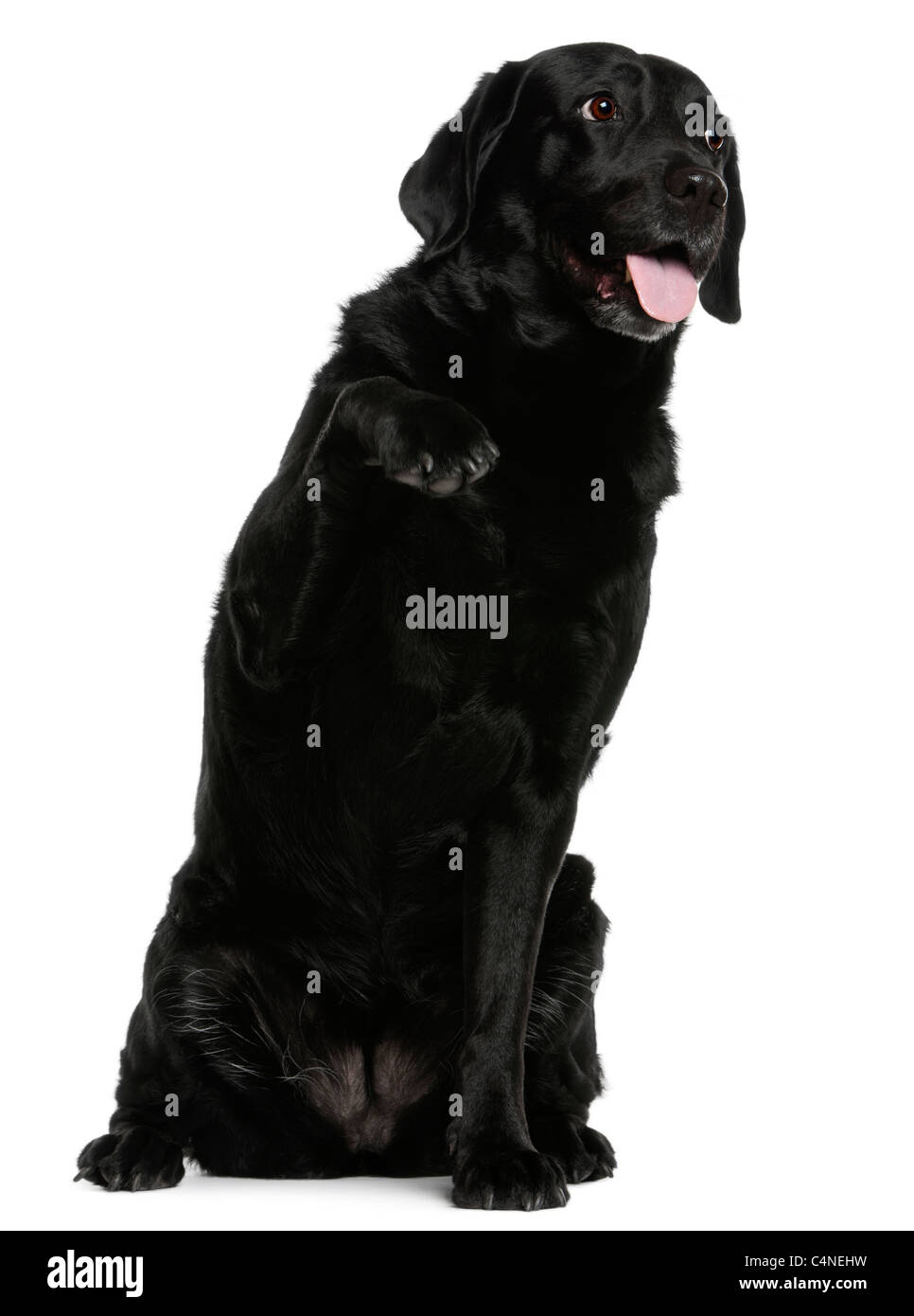 Labrador Retriever, 8 ans, in front of white background Banque D'Images Labrador Retriever, 8 ans, in front of white background Banque D'Images