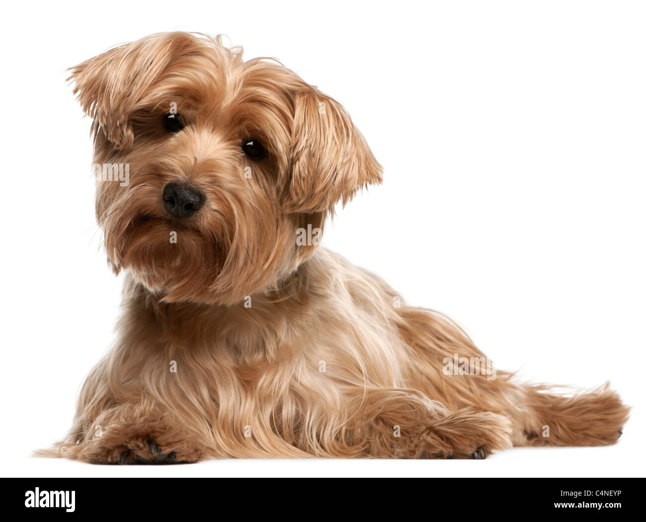 Yorkshire Terrier, 14 ans, allongé in front of white background Banque D'Images