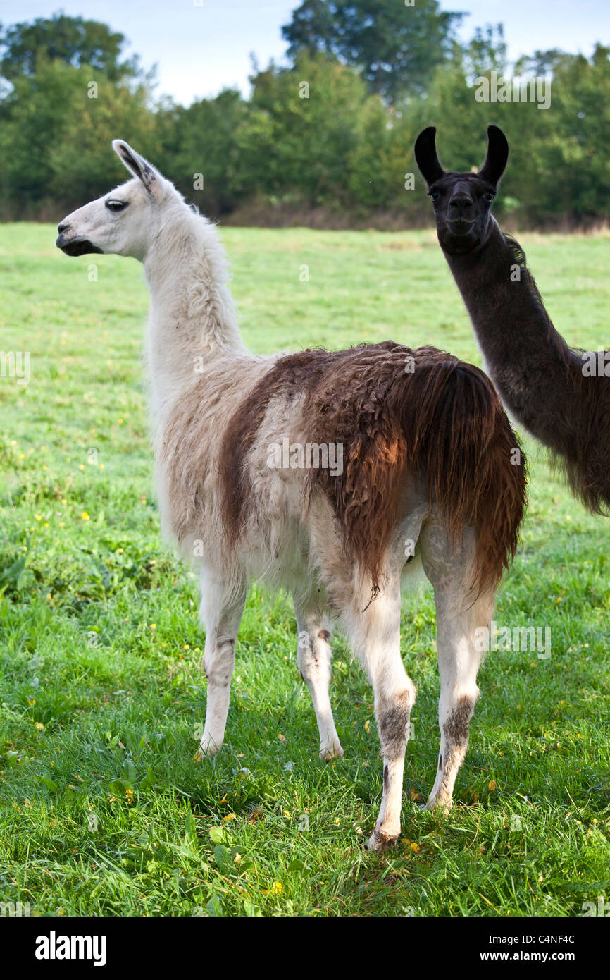 Paire de lamas adultes, un mâle d'une femelle, à la Ferme de l'Eglise, Normandie, France Banque D'Images