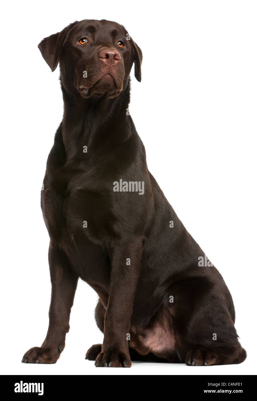 Labrador Retriever, 9 mois, in front of white background Banque D'Images