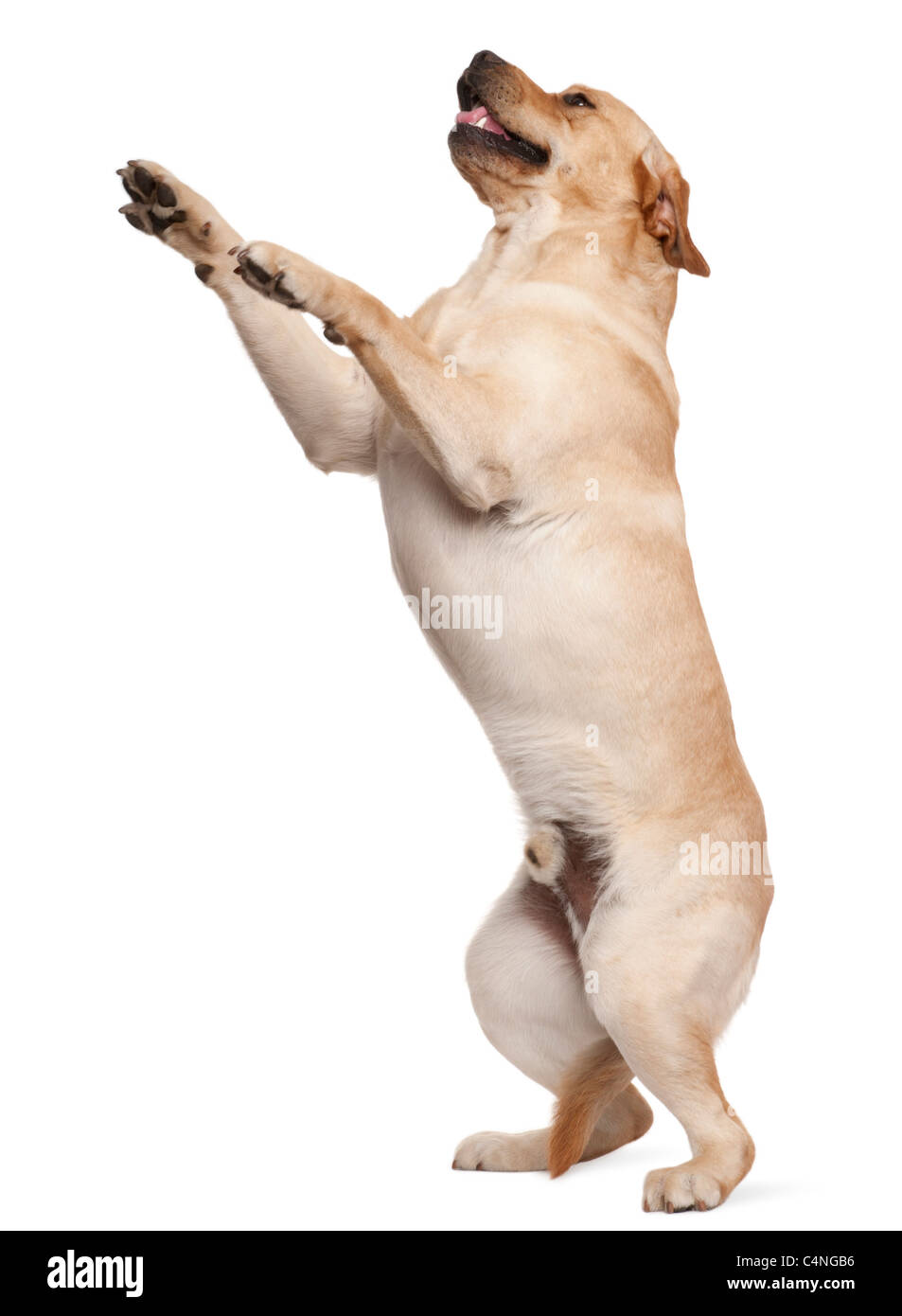 Labrador Retriever debout sur ses pattes, 2 ans, in front of white background Banque D'Images Labrador Retriever debout sur ses pattes, 2 ans, in front of white background Banque D'Images