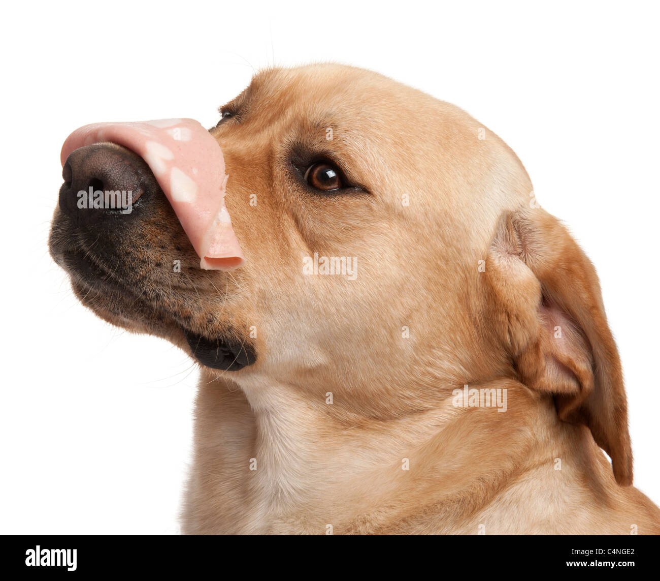 Close-up of Labrador Retriever, 2 ans, avec la mortadelle sur son nez, in front of white background Banque D'Images Close-up of Labrador Retriever, 2 ans, avec la mortadelle sur son nez, in front of white background Banque D'Images