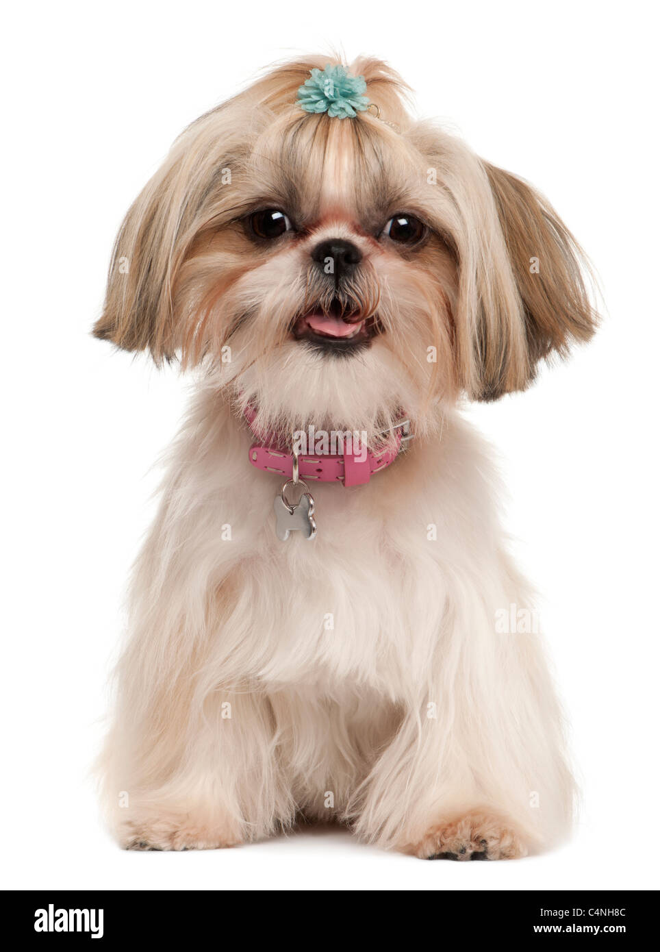 Shih Tzu, 1 ans, in front of white background Banque D'Images