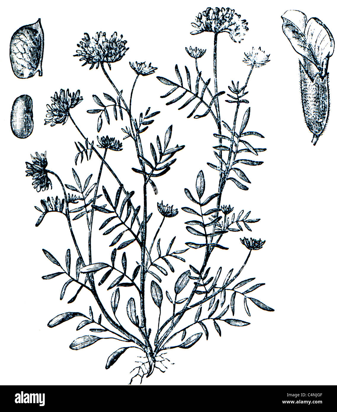 La vesce commune, kidneyvetch Anthylli - rein vulneraria Banque D'Images