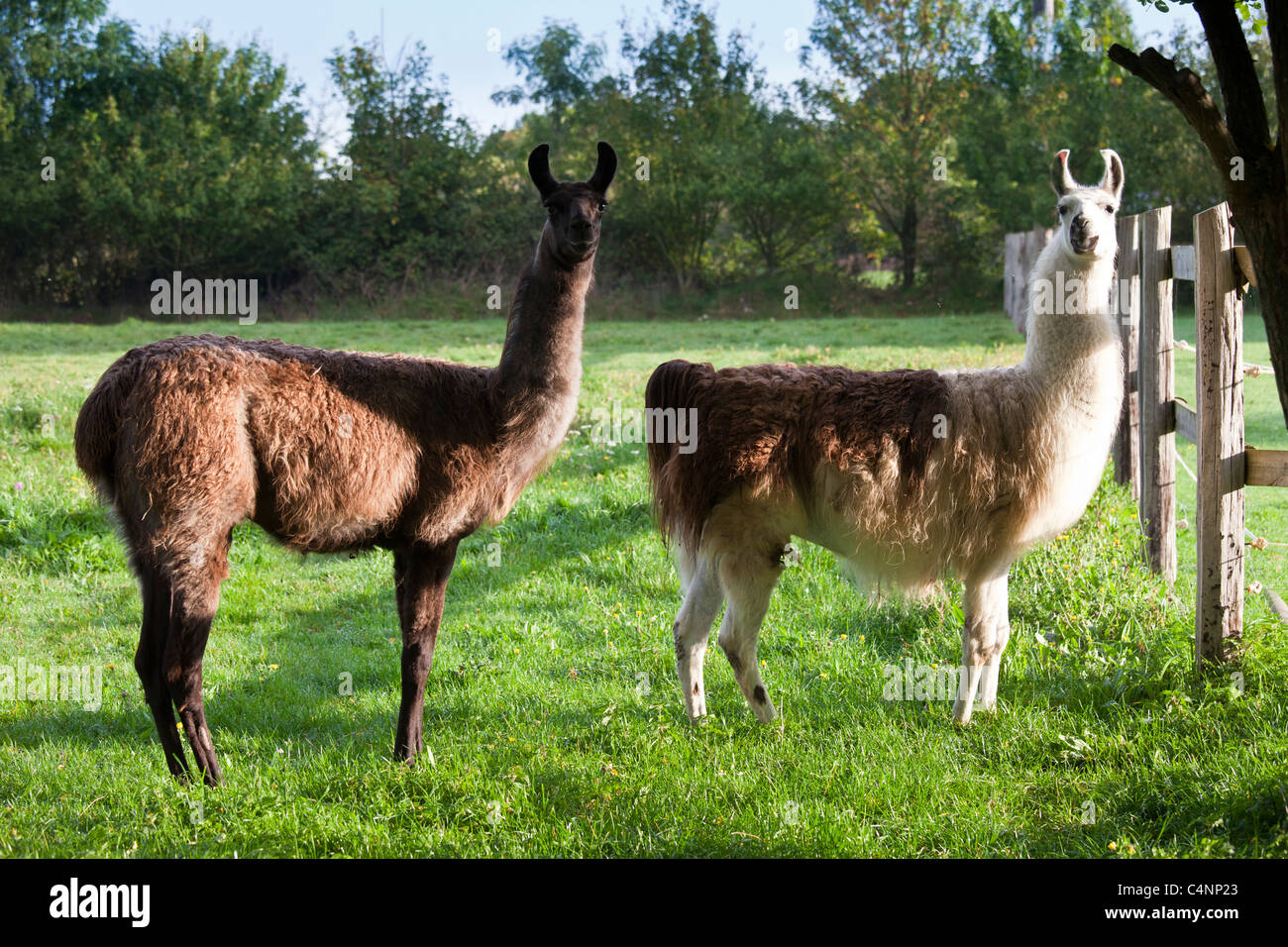 Paire de lamas adultes, un mâle d'une femelle, à la Ferme de l'Eglise, Normandie, France Banque D'Images