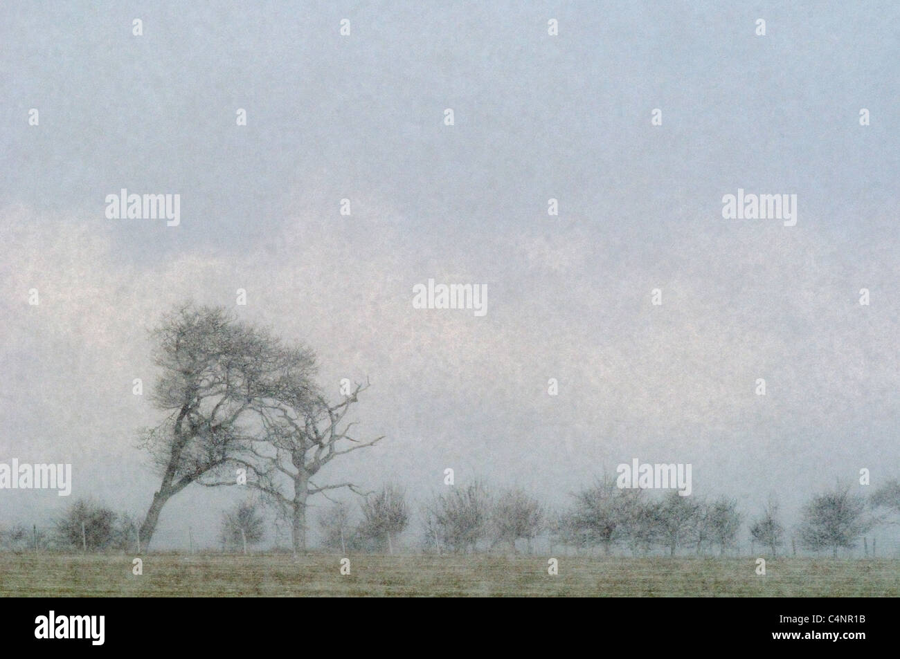 Les arbres en pleine tempête, Elmley Marais, île de Sheppey, Kent, Angleterre, février Banque D'Images