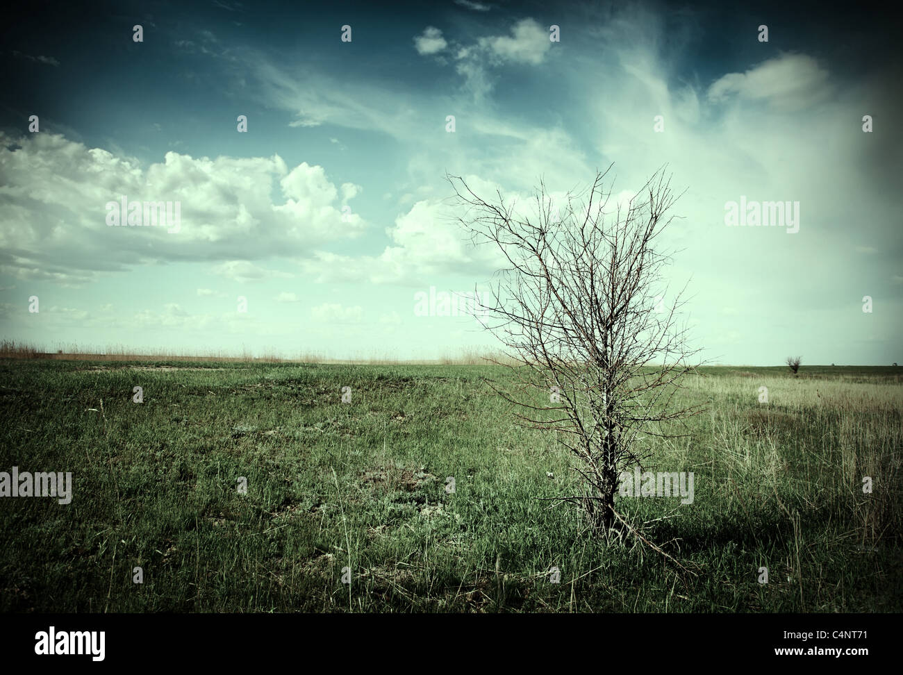 La sécheresse. Arbre mort solitaire dans un paysage sec. Photo désaturée. Banque D'Images