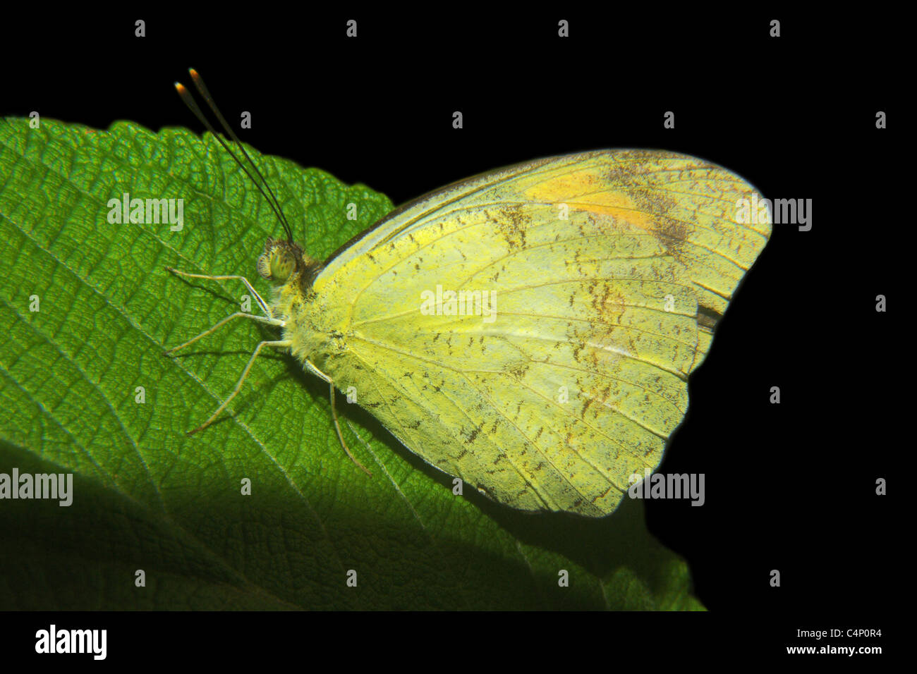 Blanc Orange Tip (Ixias marianne papillon Pieridae) Banque D'Images