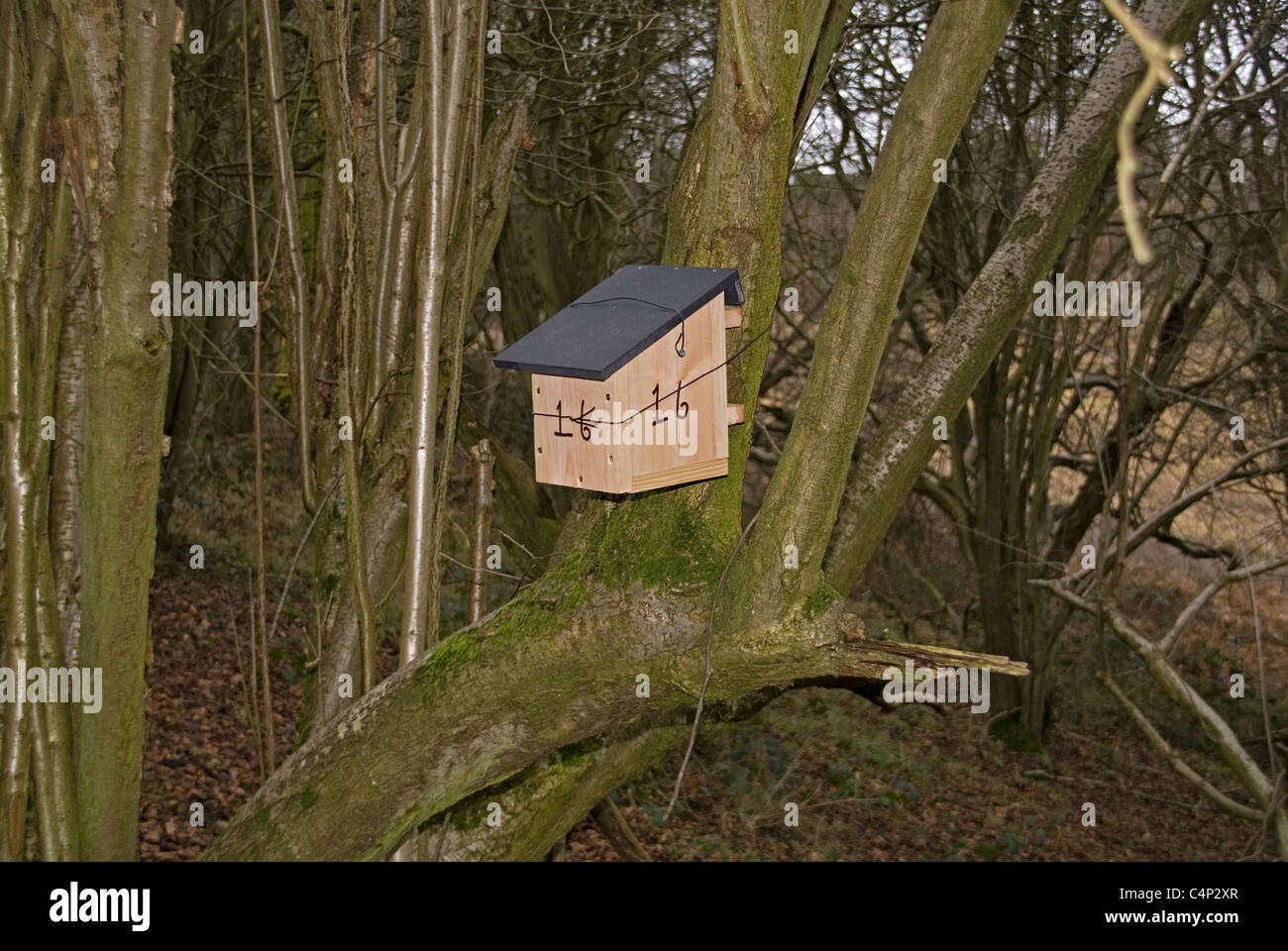 Boîte de nid mise en place pour surveiller les dorsouris sur une réserve naturelle dans la campagne de Herefordshire. Janvier 2011 Banque D'Images