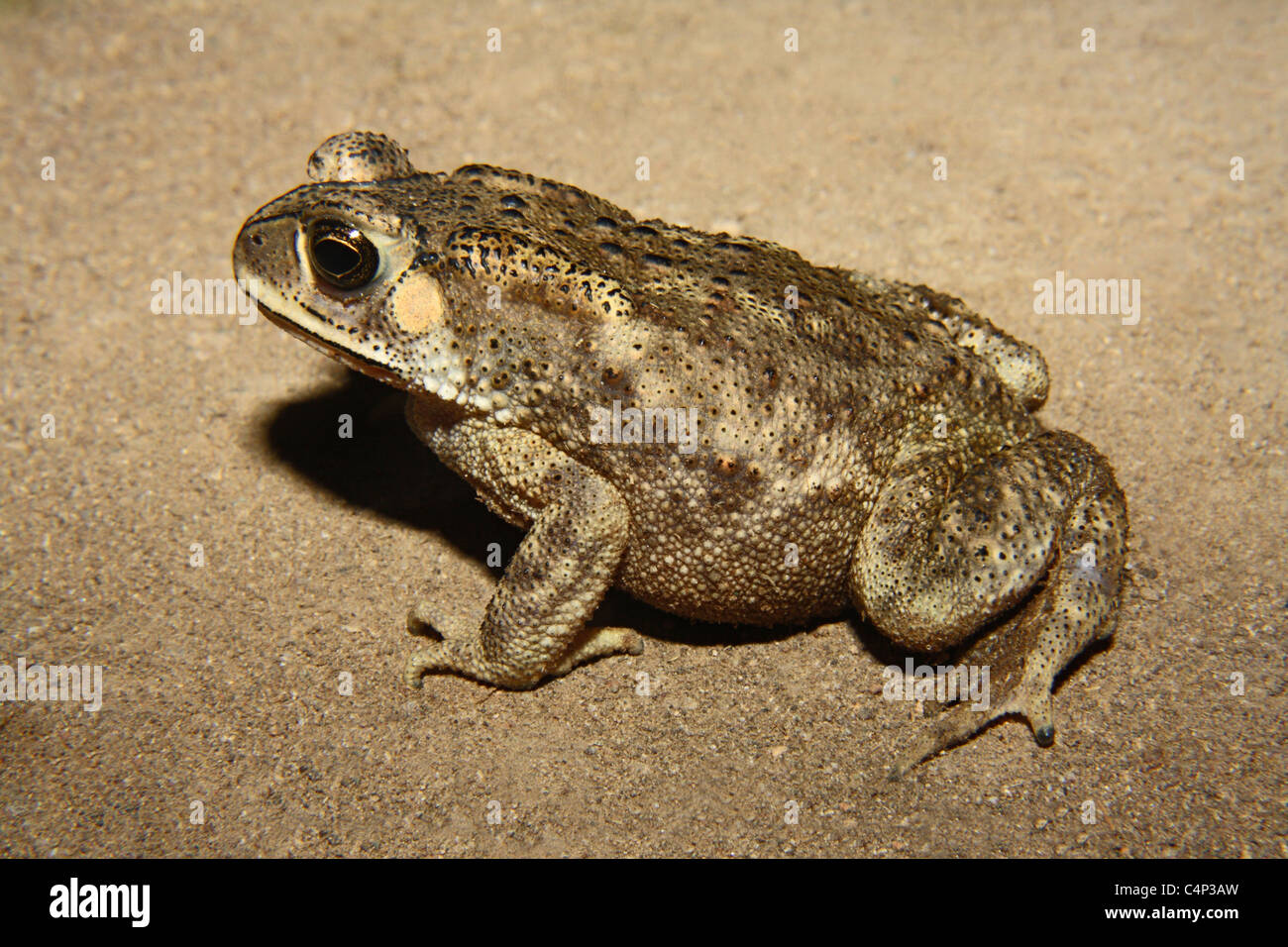 Crapaud commun (Duttaphrynus melanostictus indiennes) Banque D'Images