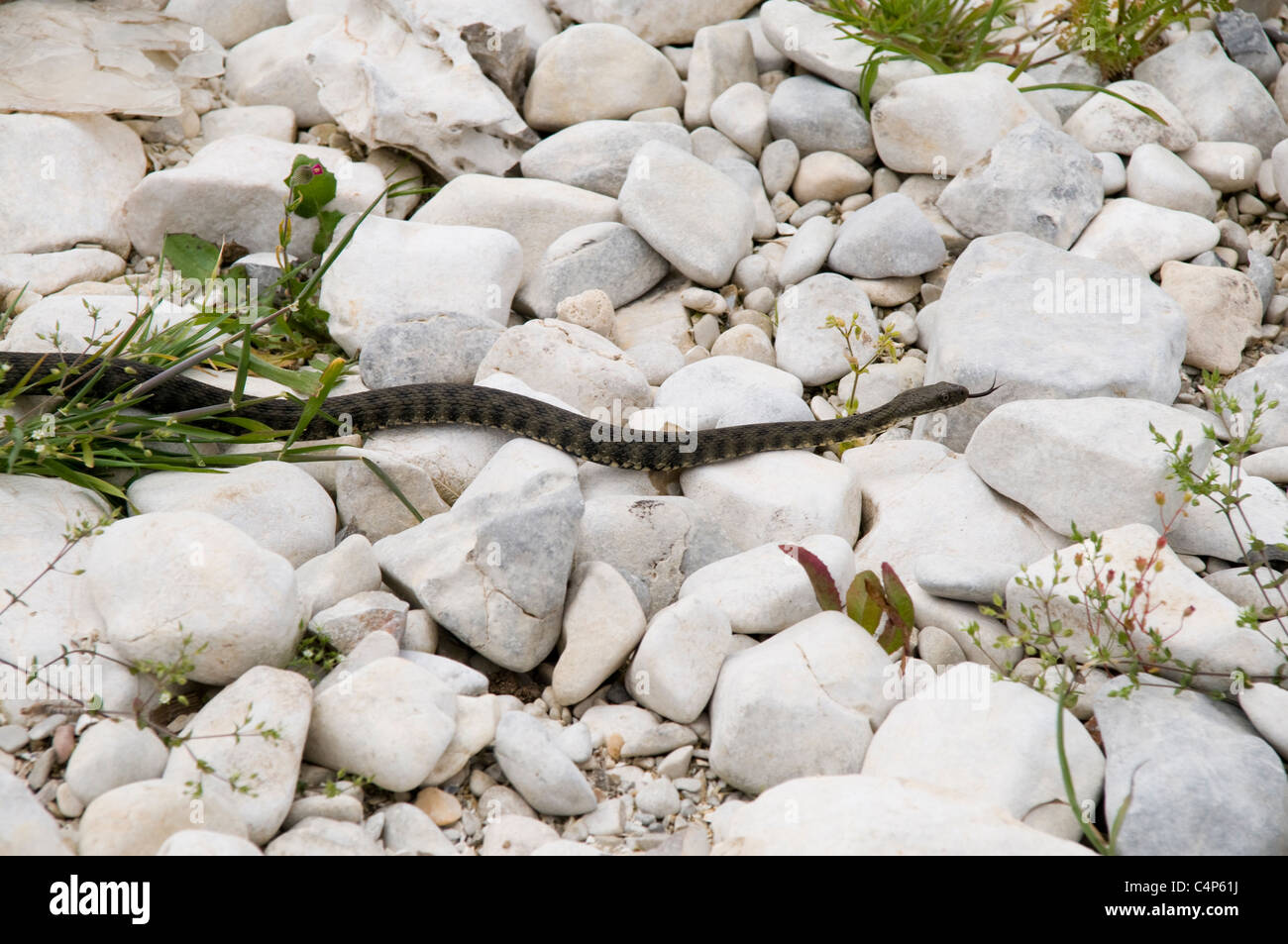 Dice Snake dans le lac Prespa sur les berges de l'île de Maligrad en Albanie. Würfelnatter Prespasaee im Am Ufer der Insel Maligrad. Banque D'Images