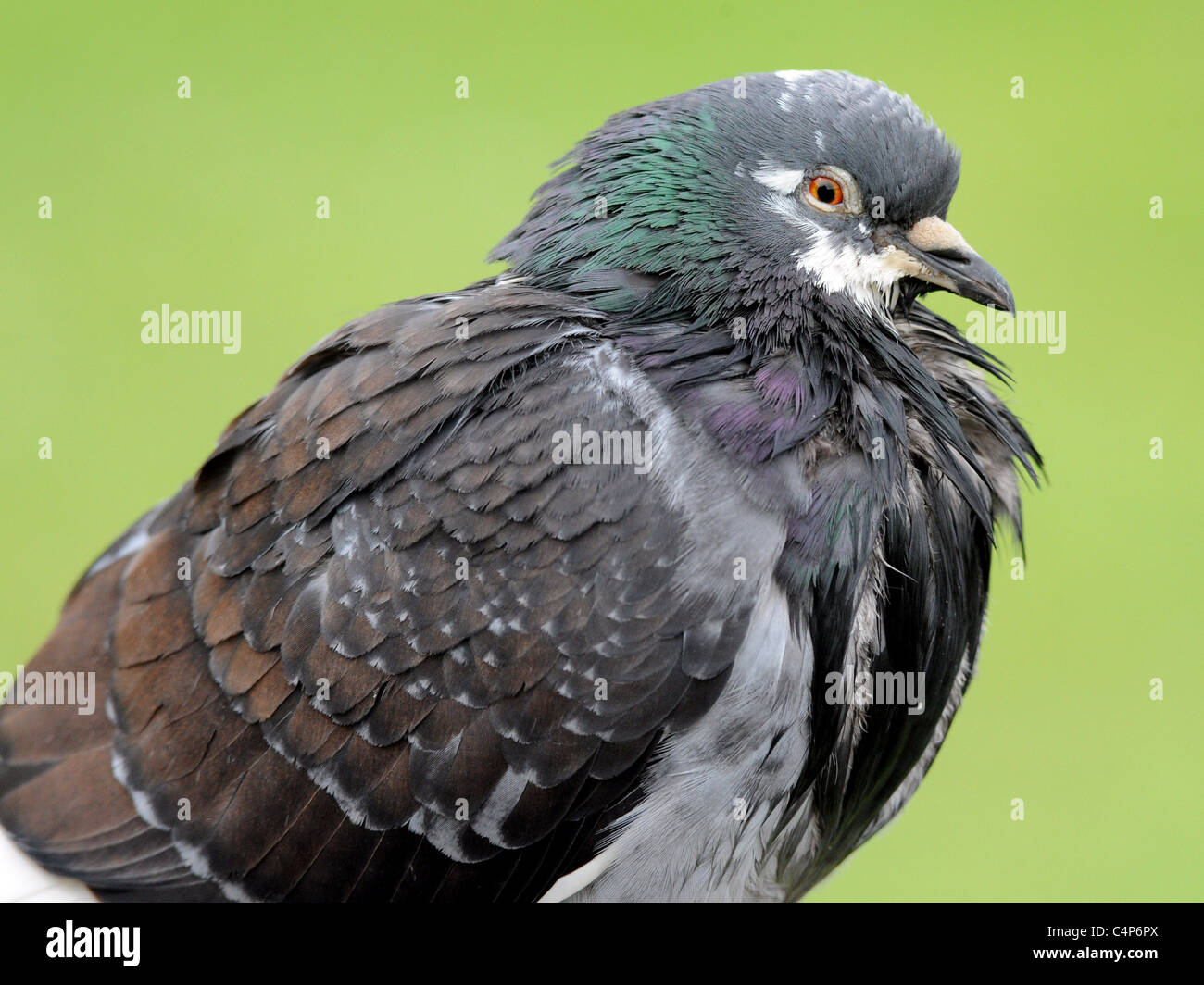 Un grand pigeon humide avec une poitrine gonflée. Banque D'Images